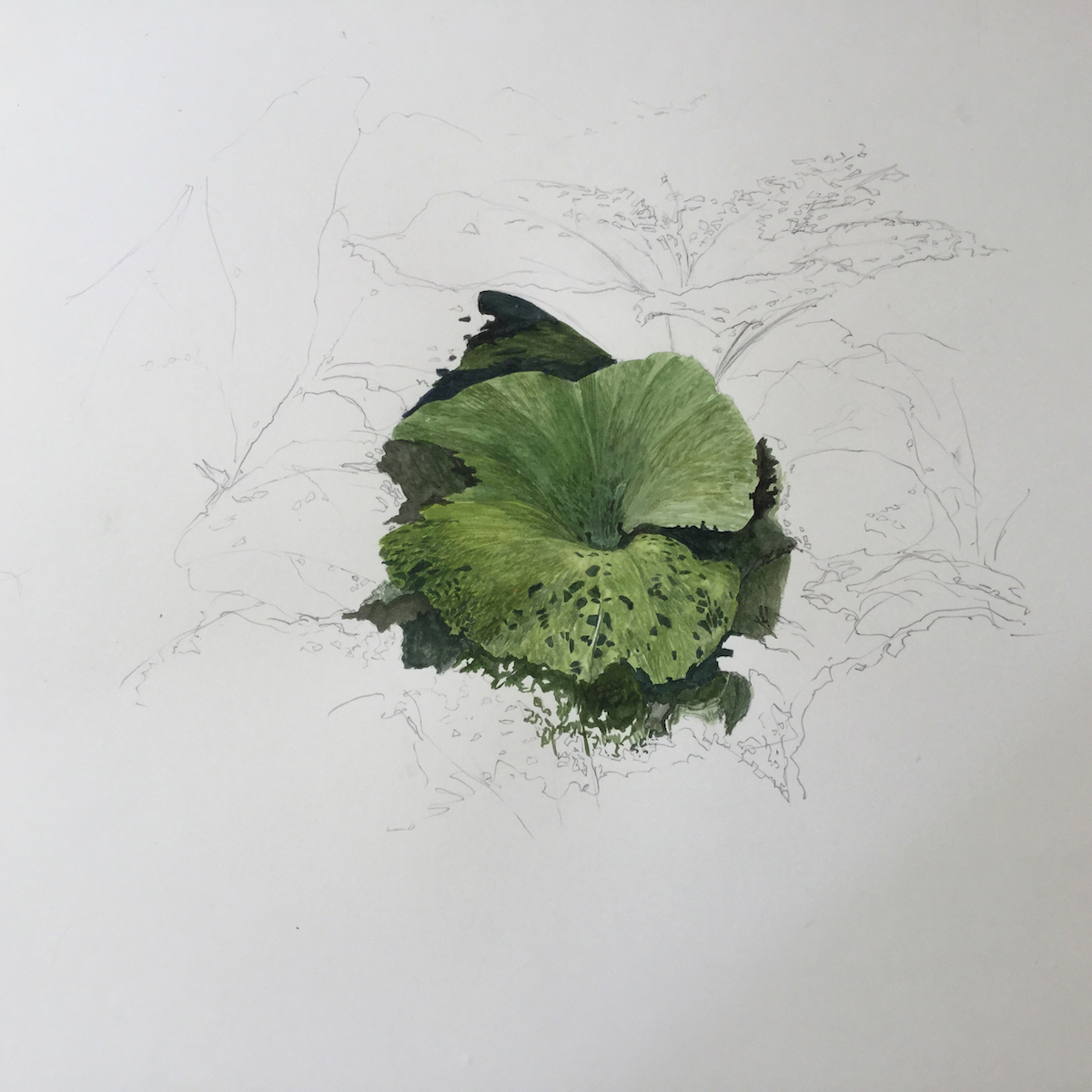 Pestwurz, 2017 - Bleistift, Aquarell