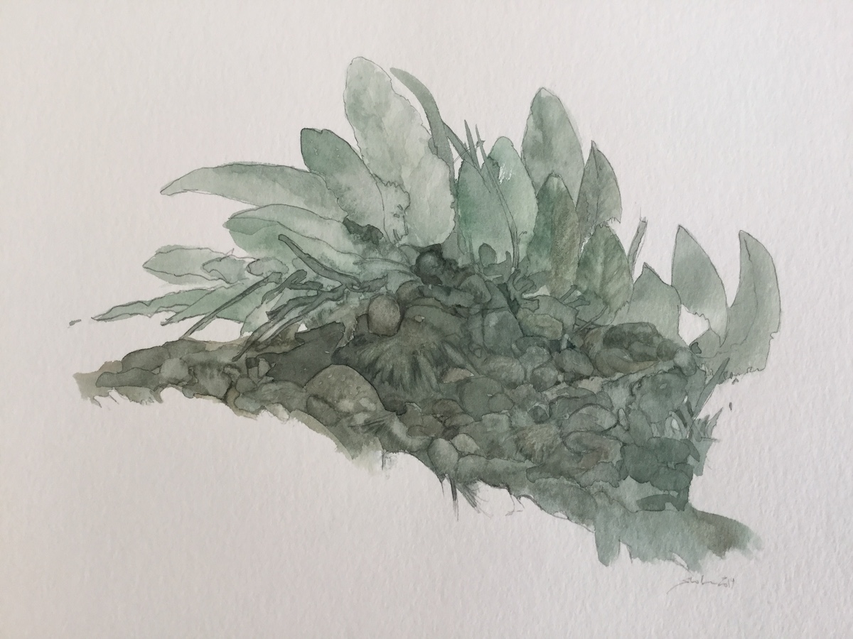 Am Wegesrand II, 2019 - Bleistift, Aquarell