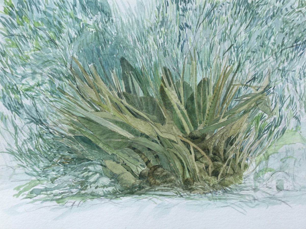 Am Wegesrand, 2018 - Bleistift, Aquarell