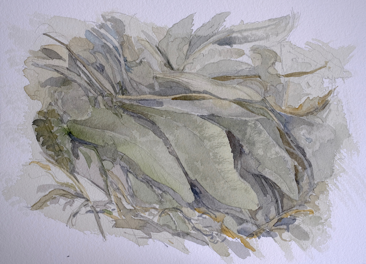 Am Wegesrand, 2018 - Bleistift, Aquarell