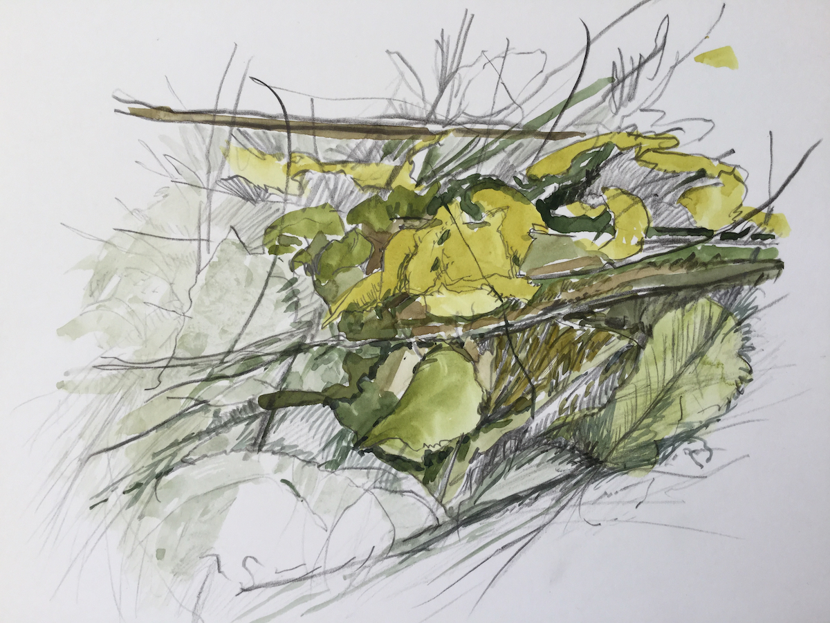 Am Wegesrand, 2017 - Bleistift, Aquarell