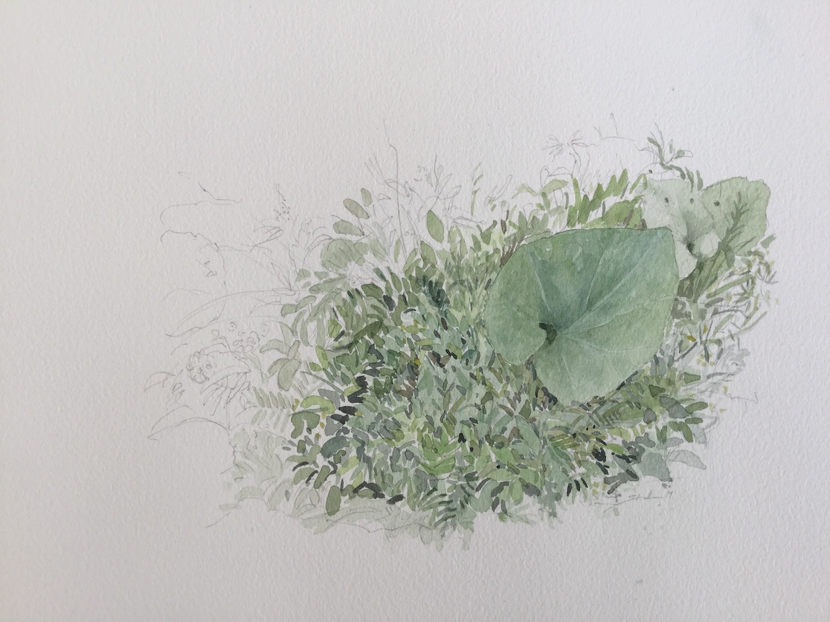 Kleines Wiesenstück, 2019 - Bleistift, Aquarell