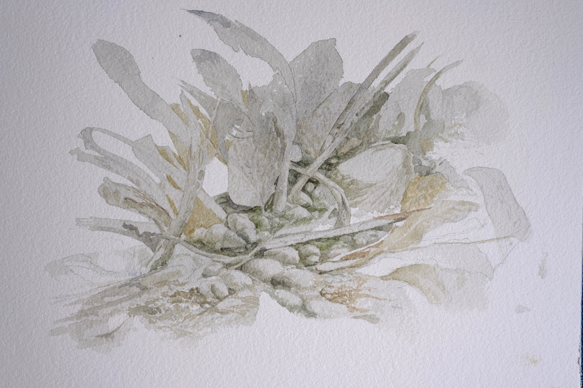 Am Wegesrand, 2018 - Bleistift, Aquarell