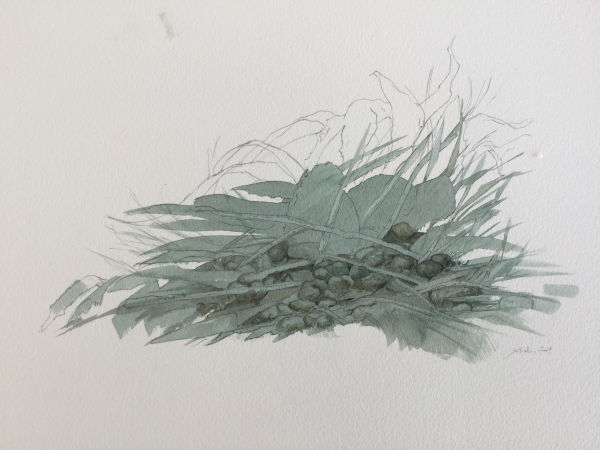 Am Wegesrand I, 2019 - Bleistift, Aquarell