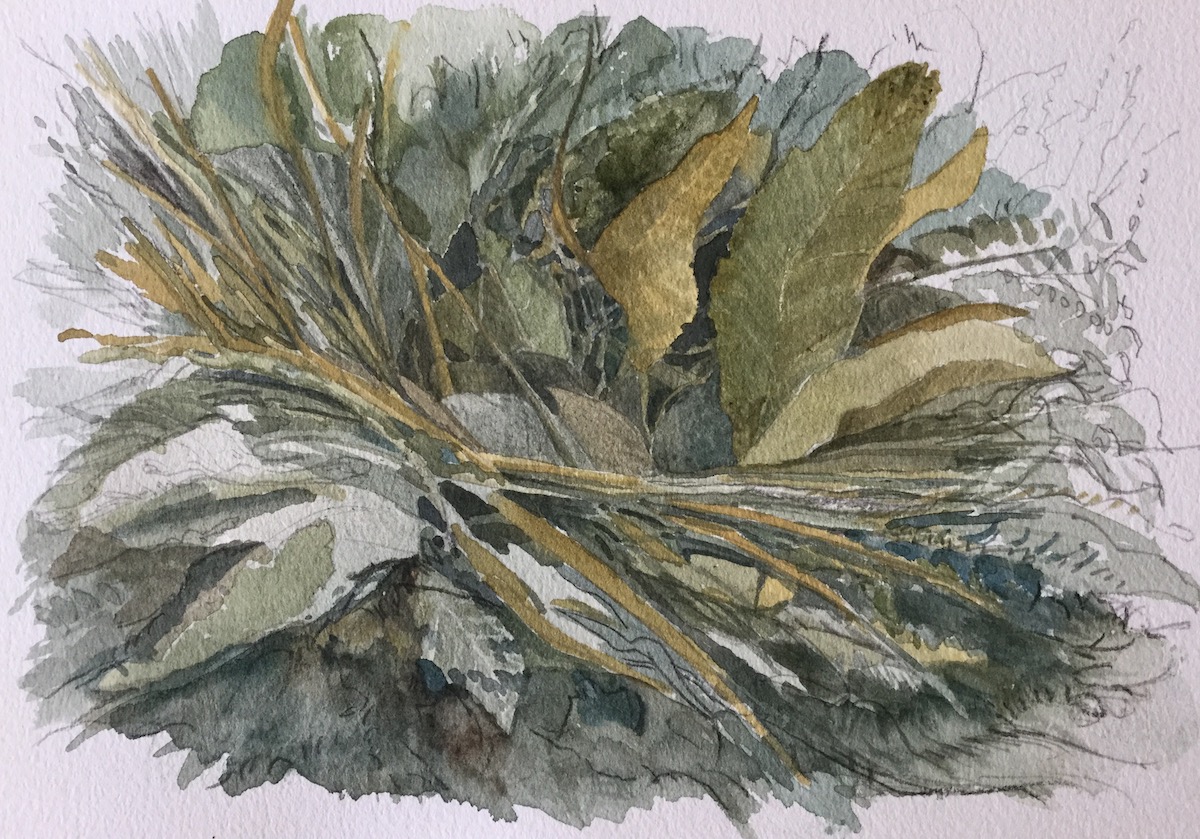 Am Wegesrand, 2017 - Bleistift, Aquarell
