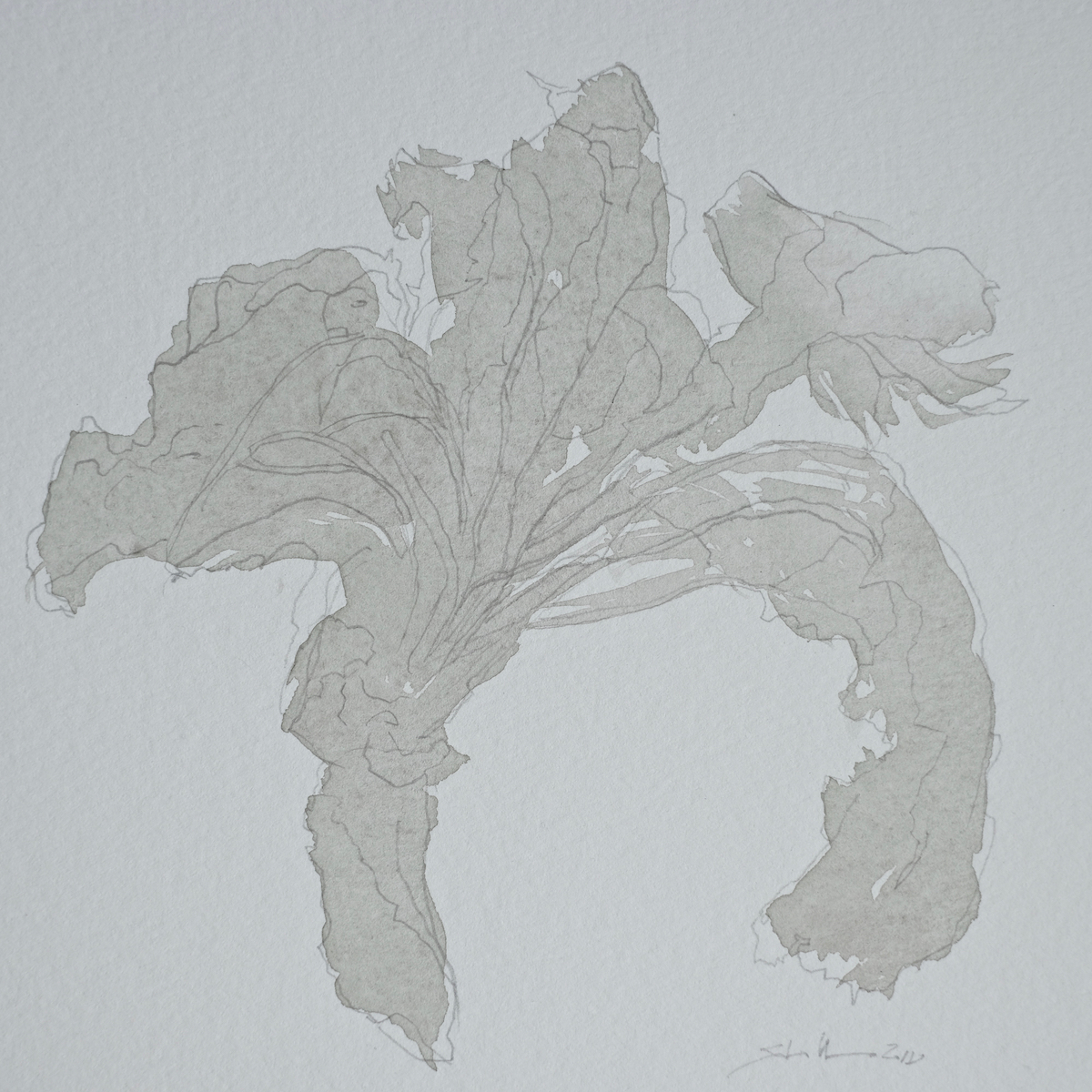 Fundstück I, 2018 - Bleistift, Aquarell