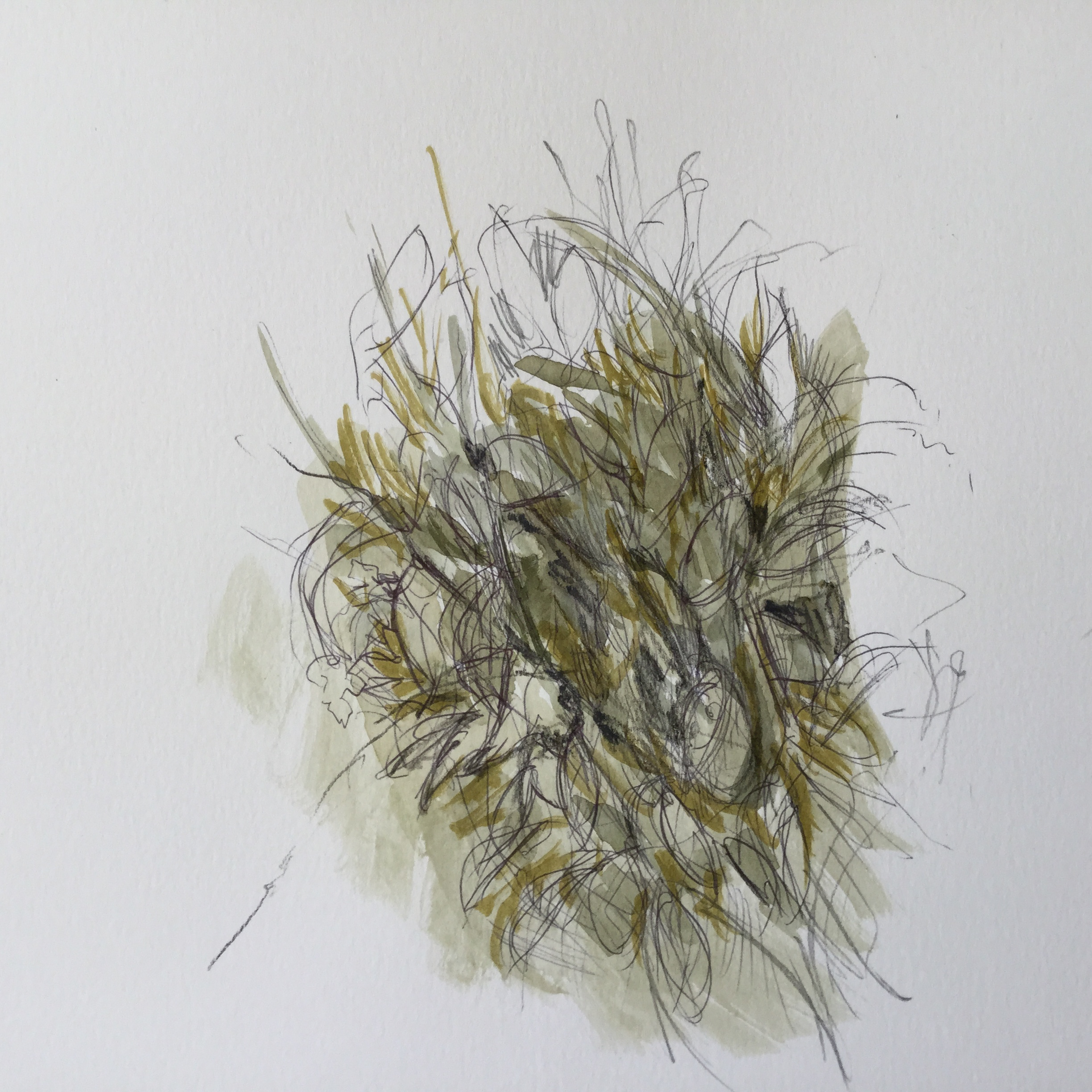 Herz aus Gras, 2017 - Bleistift, Aquarell