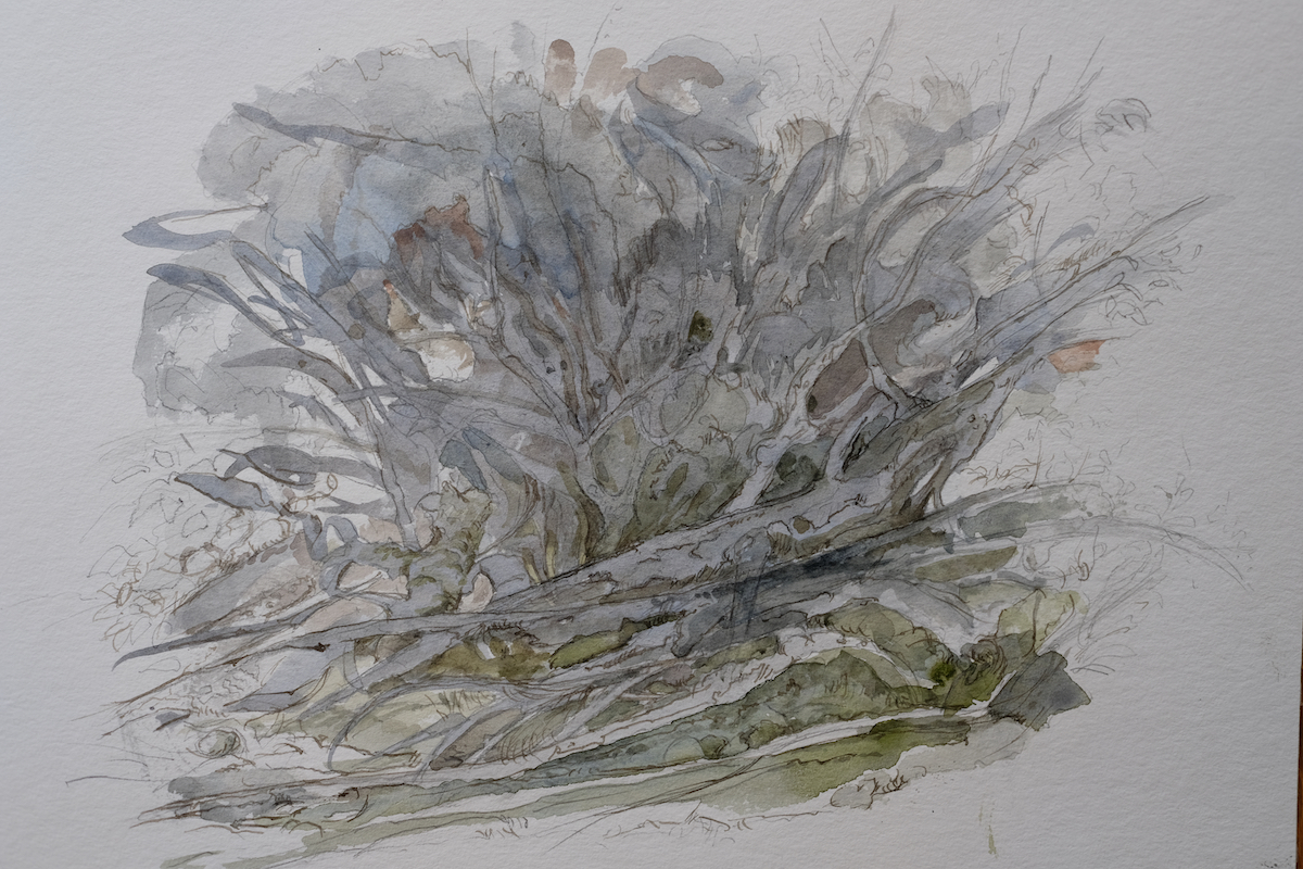 Am Wegesrand, 2018 - Bleistift, Aquarell